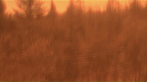 A blurry image of a forest tinted by a burning orange