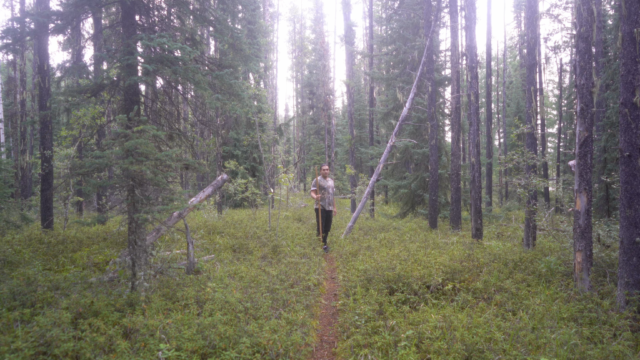Person standing in the middle of a wooded path with a wooden staff