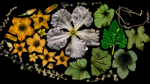 penner-PepoA1920x1080